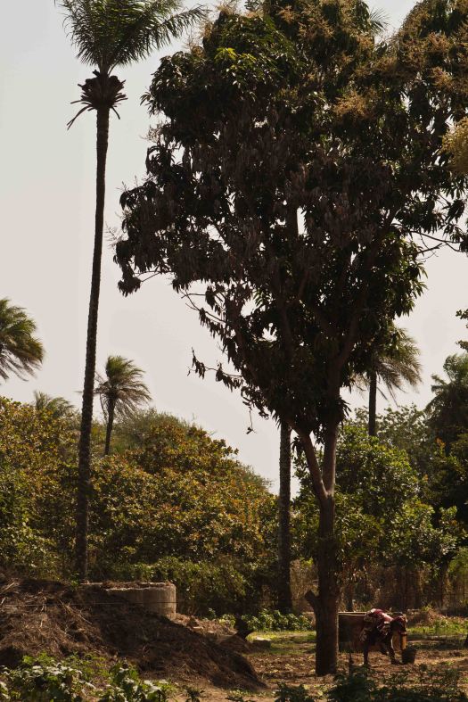 Mujer trabajando en su huerto de Ziguinchor, capital de La Casamance